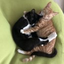 봉식동물병원 | [❤️입양후기❤️] 834. 봉식&amp;달구🐱🐱