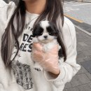여수강아지분양 미니비숑 창원강아지분양 토이푸들 김해강아지분양 포메라니안 진주강아지분양 골든두들 포항강아지분양 말티츄 이미지
