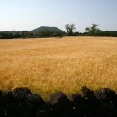 금오름 가는 길 이미지