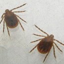 [정보] 공포의 벌레 ‘진드기’ 이미지