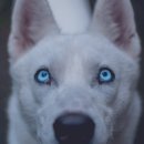 보듬동물병원 이미지