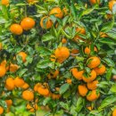 조천농장 이미지