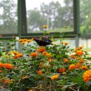 나비공원　 이미지