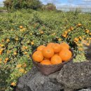 민철농장 이미지