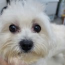 그루밍 멈머 이미지