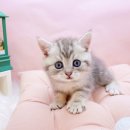 도그플러스 동물병원 마산점 | 강아지동물병원 미유펫대구 강아지분양고양이분양 도그플러스동물병원 신뢰 구축을 위한 핵심 요소 점검표