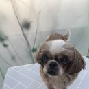 이다애견미용실 이미지