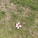 아이엠피자 | 아이 엠 세부 3 - 골드호핑 투어 후기