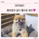 뽀미랑 | 봄바람과 함께 컴백한 뽀미일상(잊은거아니져😭)