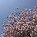 황새울공원 내 | 분당 벚꽃 명소 - 분당구청, 황새울공원, 야탑 차병원 앞 탄천