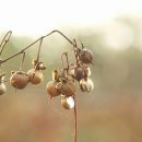 Glory Star 이미지