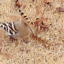 평택시 배다리저수지1 이미지