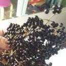 갈촌농장 이미지