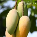 마하 주식회사 이미지