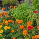 메리골드 이미지