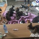 고양이 쉼터 이미지