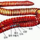 심근경색, 협심증, 중풍, 반신불수, 사지마비, 고혈압, 폐렴, 기관지 천식을 다스리는 지렁이 이미지