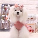 아콩하우스 이미지