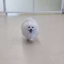 강남유치원 | 강남 강아지 유치원 추천 바우라움 메인캠퍼스 논현 후기