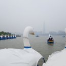 한강오리 이미지