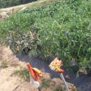 경호농장 이미지