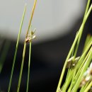 수원고랭이Schoenoplectiella wallichii (Nees)Lye(사초과 올챙이고랭이속) 이미지