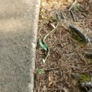 한인 골프대회 이모저모 이미지