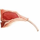 광화문 양갈비 이미지