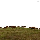 한우축산농장 이미지