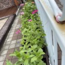 연구단지운동장(건너편) 이미지