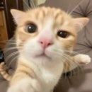 갱스카페(guins cafe) | [세종 나성동] 미국 서부 타코 맛집을 떠오르게 해주는, 추억의 맥시칸 소울푸드 , &lt;타코갱&gt;