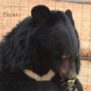 한국 철창에서 미국 야생으로 간 반달가슴곰의 변화 이미지