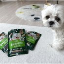 Dear my dog, 올해도 귀여우느라 고생한 강쥐에게 최고의 선물을!