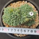화이트팜