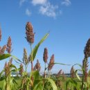 수수국수 이미지