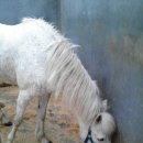 부안아리울승마장 이미지