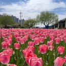 소확행 | [부산/화명생태공원] 튤립 실시간 동네 주민이 자부하는 4월의 소확행 (주차/위치/솔직후기)