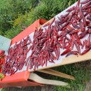 호박당구장 이미지