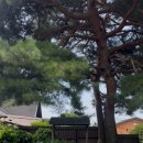 작은마을, 작은숲 이미지