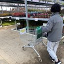 대림공판장 | 새로추가 된 식물 율마&amp;브로니아 피나타&amp;노블 카랑코에