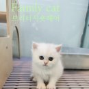 패밀리캣 | 여수고양이분양♥실제 후기 좋은곳 패밀리캣!!