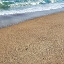 동해파도소리 이미지