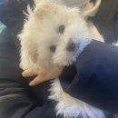 세온동물병원 | 강아지 파보 완치 후기 / 안산 세온동물병원 후기