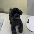 아지묭실 이미지