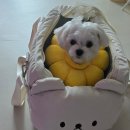 중앙카시트 이미지