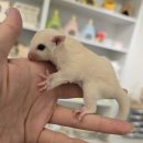 골든햄스터분양 탬펫 강남점 이미지