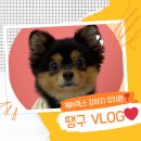 강아지 유치원 caredogs 이미지