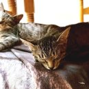 슬기로운 집사생활 이미지