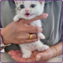로얄펫 강아지분양 고양이분양 전주본점 | 전주 로얄펫에서의 강아지 고양이 분양 경험과 매력