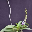 Phal. Tying Shin Blue Jay 타이잉 쉰 블루 제이 이미지